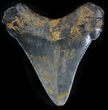 Chubutensis Tooth From NC - Megalodon Ancestor #25370-1